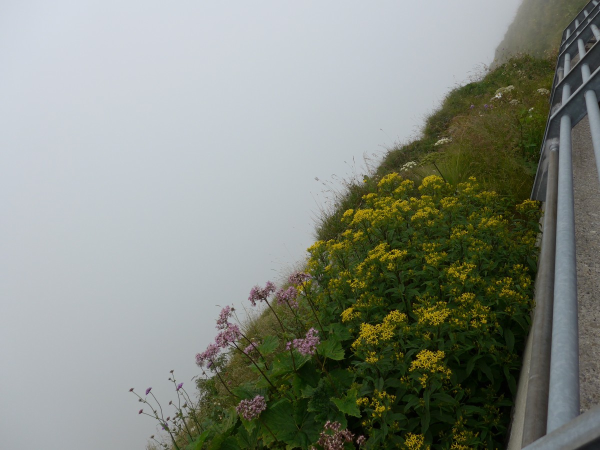 (154'390) - Aussicht auf dem Rochers-de-Naye am 23. August 2014