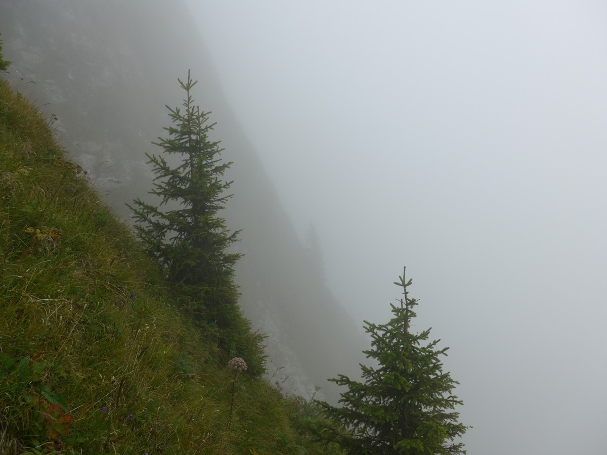 (154'392) - Tannen auf dem Rochers-de-Naye am 23. August 2014