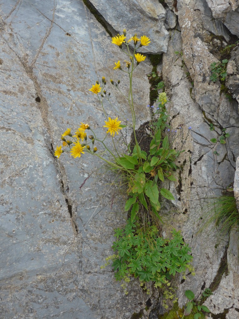 (154'395) - Blumen auf dem Rochers-de-Naye am 23. August 2014