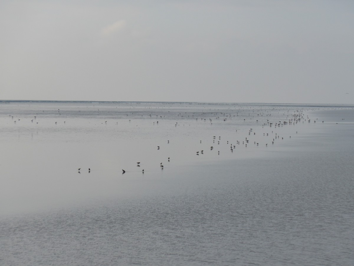 (156'803) - V�gel auf dem Wattenmeer am 19. November 2014
