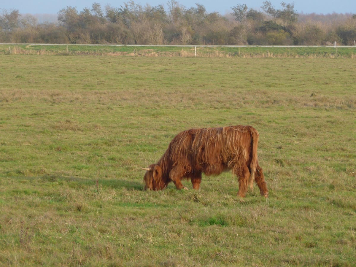 (156'855) - Schottisches Hochlandrind am 19. November 2014 im Nationalpark von Lauwersmeer