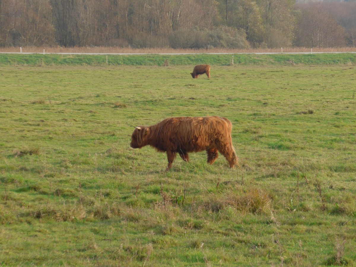 (156'856) - Schottisches Hochlandrind am 19. November 2014 im Nationalpark von Lauwersmeer