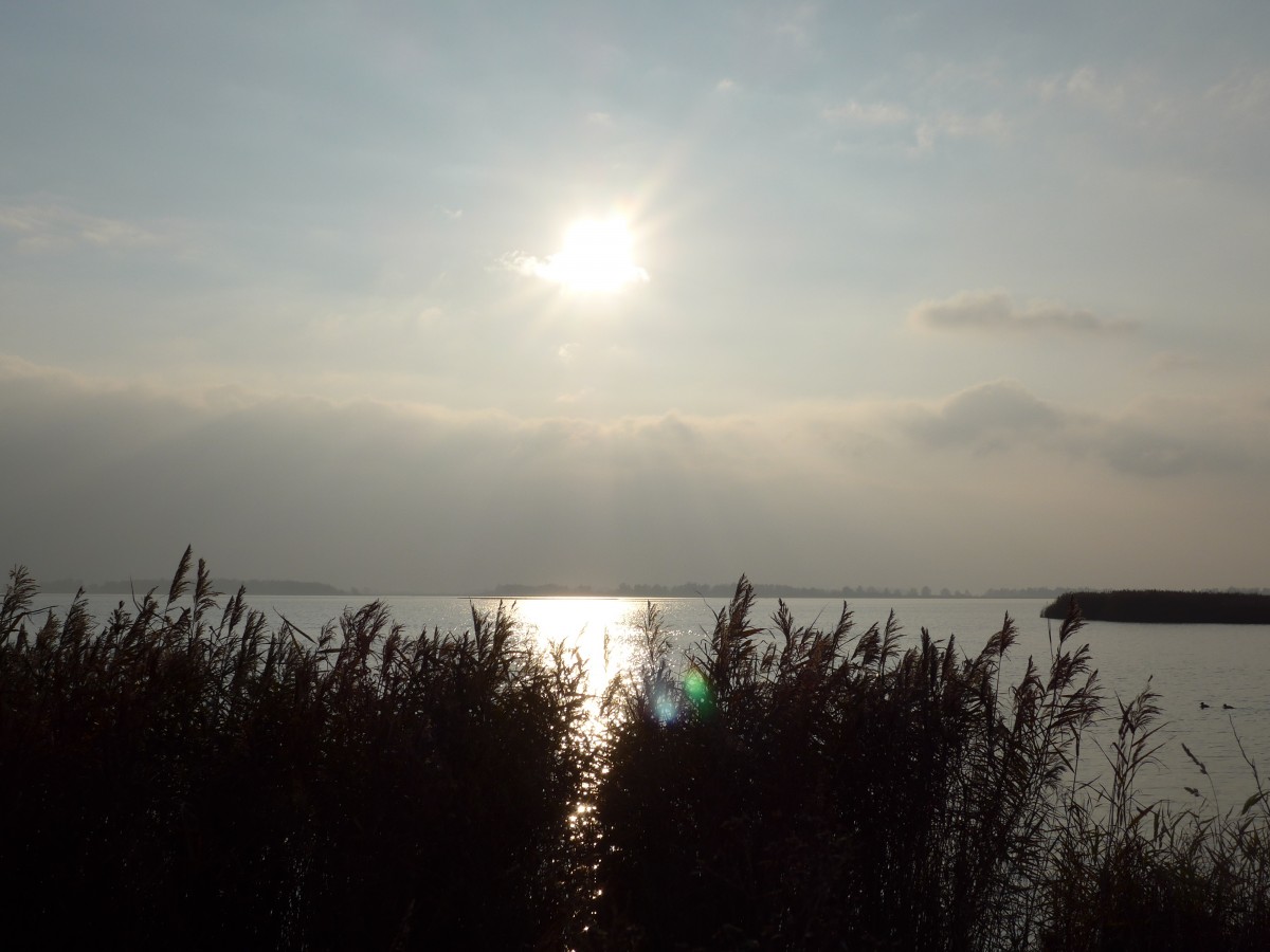 (156'859) - Schilf am Wattenmeer am 19. November 2014 im Nationalpark von Lauwersmeer