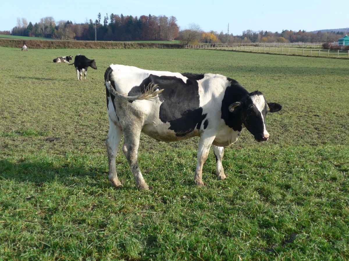 (157'477) - Kuh bei Vendlincourt am 23. November 2014