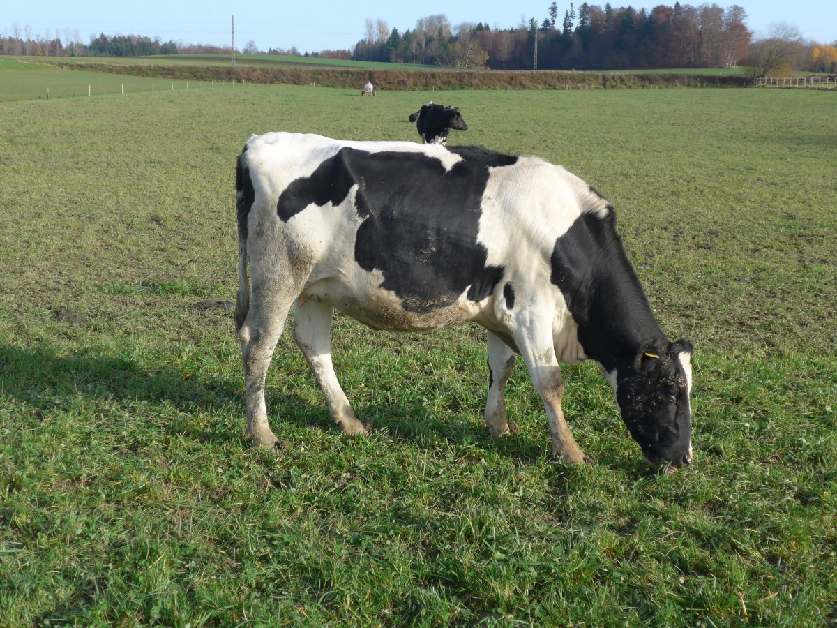 (157'478) - Kuh bei Vendlincourt am 23. November 2014