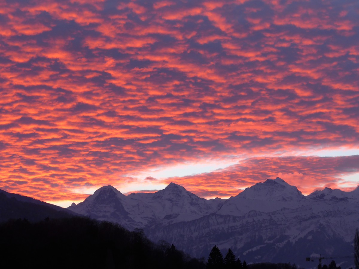 (157'724) - Morgenrot mit Eiger, M�nch und Jungfrau am 10. Dezember 2014 von Thun aus