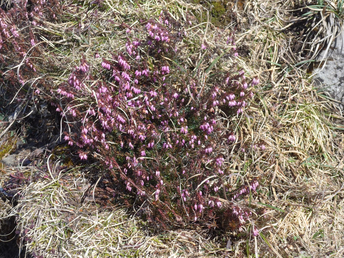 (159'917) - Erika am 12. April 2015 auf der Alp Laueli bei Adelboden