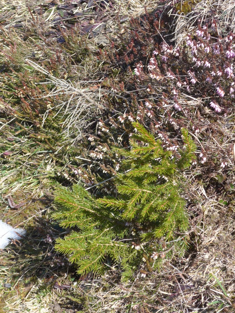 (159'918) - Erika + Rott�nnchen am 12. April 2015 auf der Alp Laueli bei Adelboden