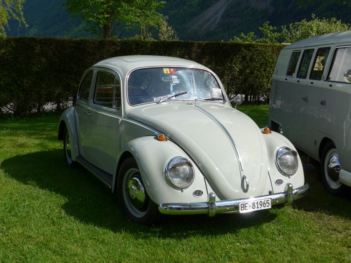 (160'236) - VW-K�fer - BE 81'965 - am 9. Mai 2015 in Brienz, Camping Aaregg