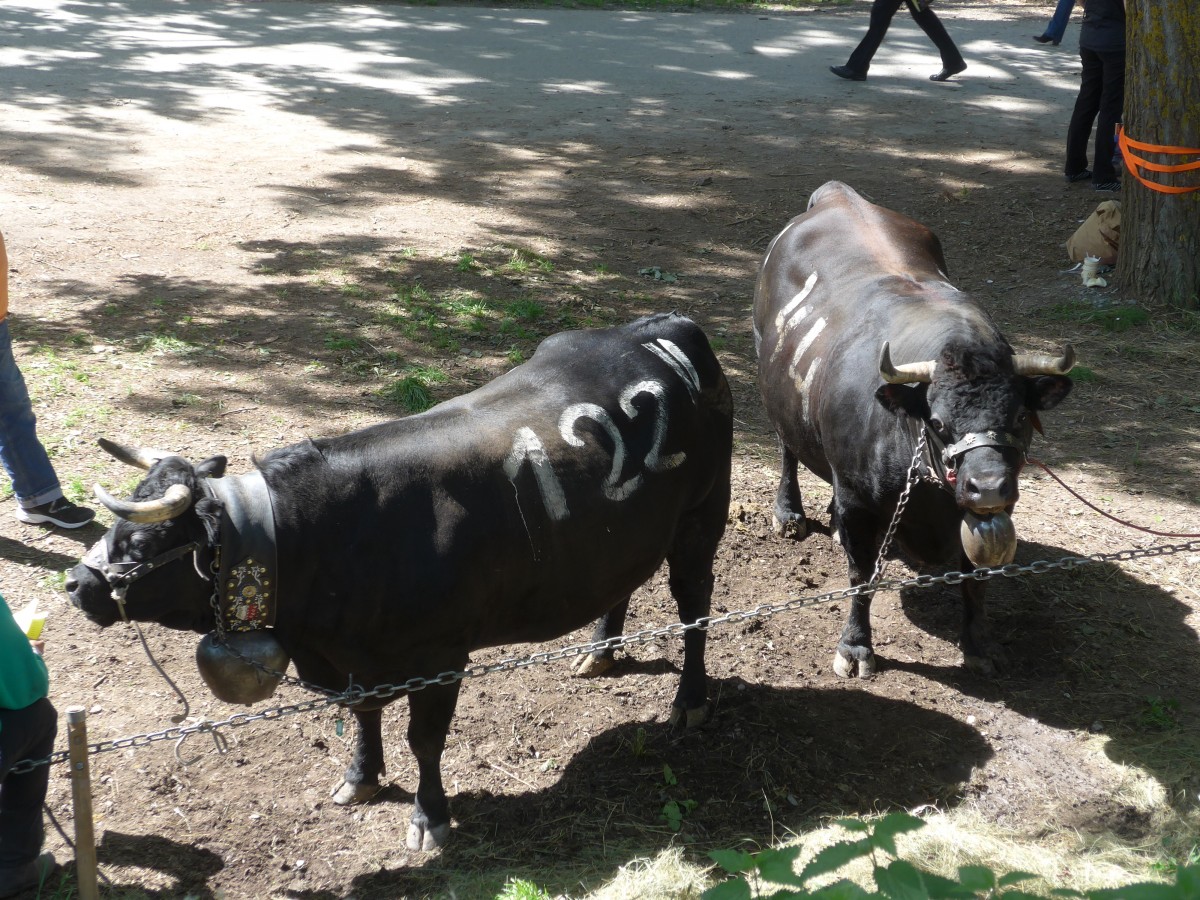 (160'378) - 2 Eringerk�he am 10. Mai 2015 beim Kuhkampf-Finale in Aproz