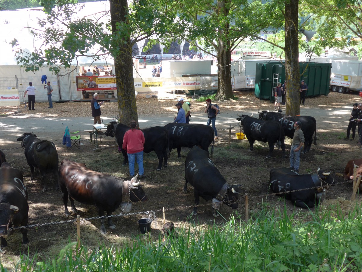 (160'379) - Eringerk�he am 10. Mai 2015 beim Kuhkampf-Finale in Aproz