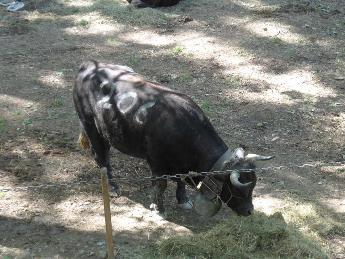 (160'380) - Eringerkuh am 10. Mai 2015 beim Kuhkampf-Finale in Aproz