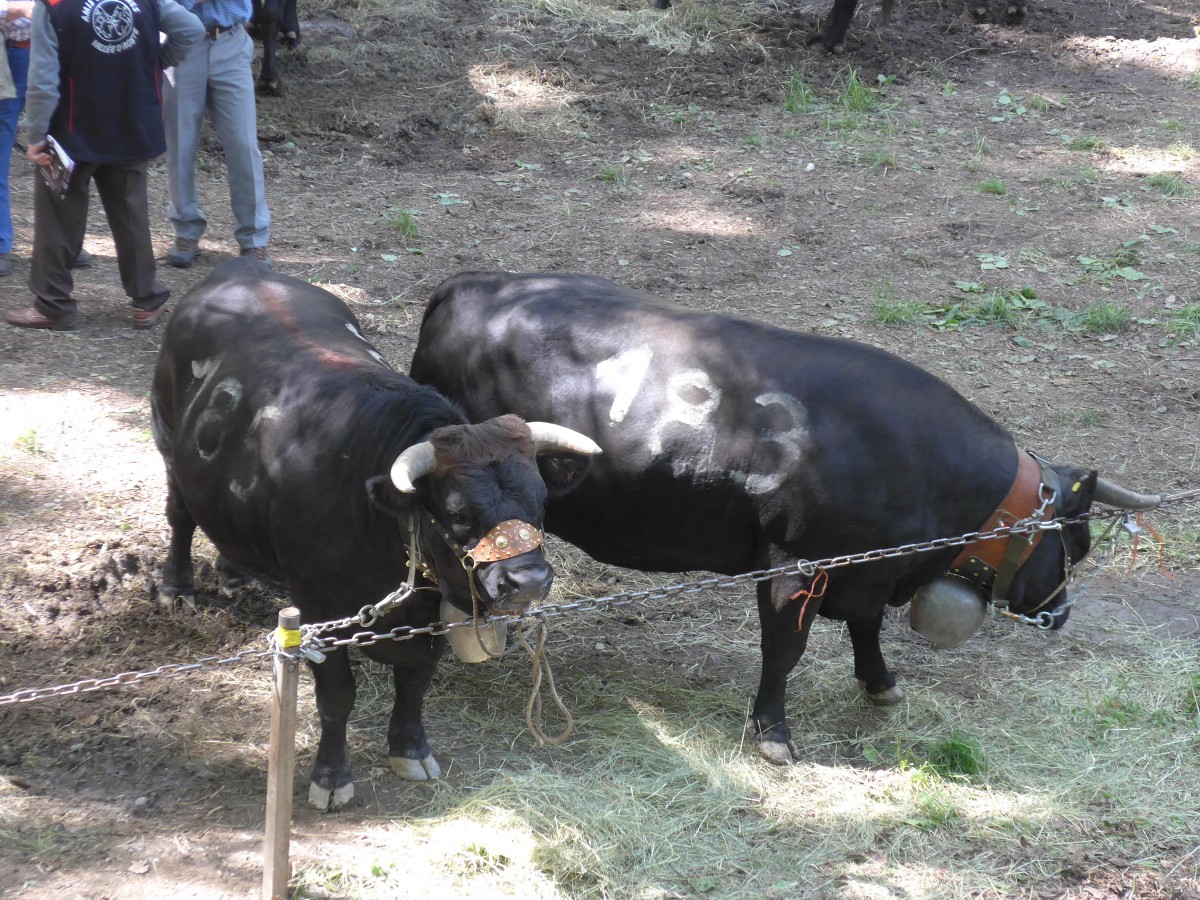 (160'381) - 2 Eringerk�he am 10. Mai 2015 beim Kuhkampf-Finale in Aproz