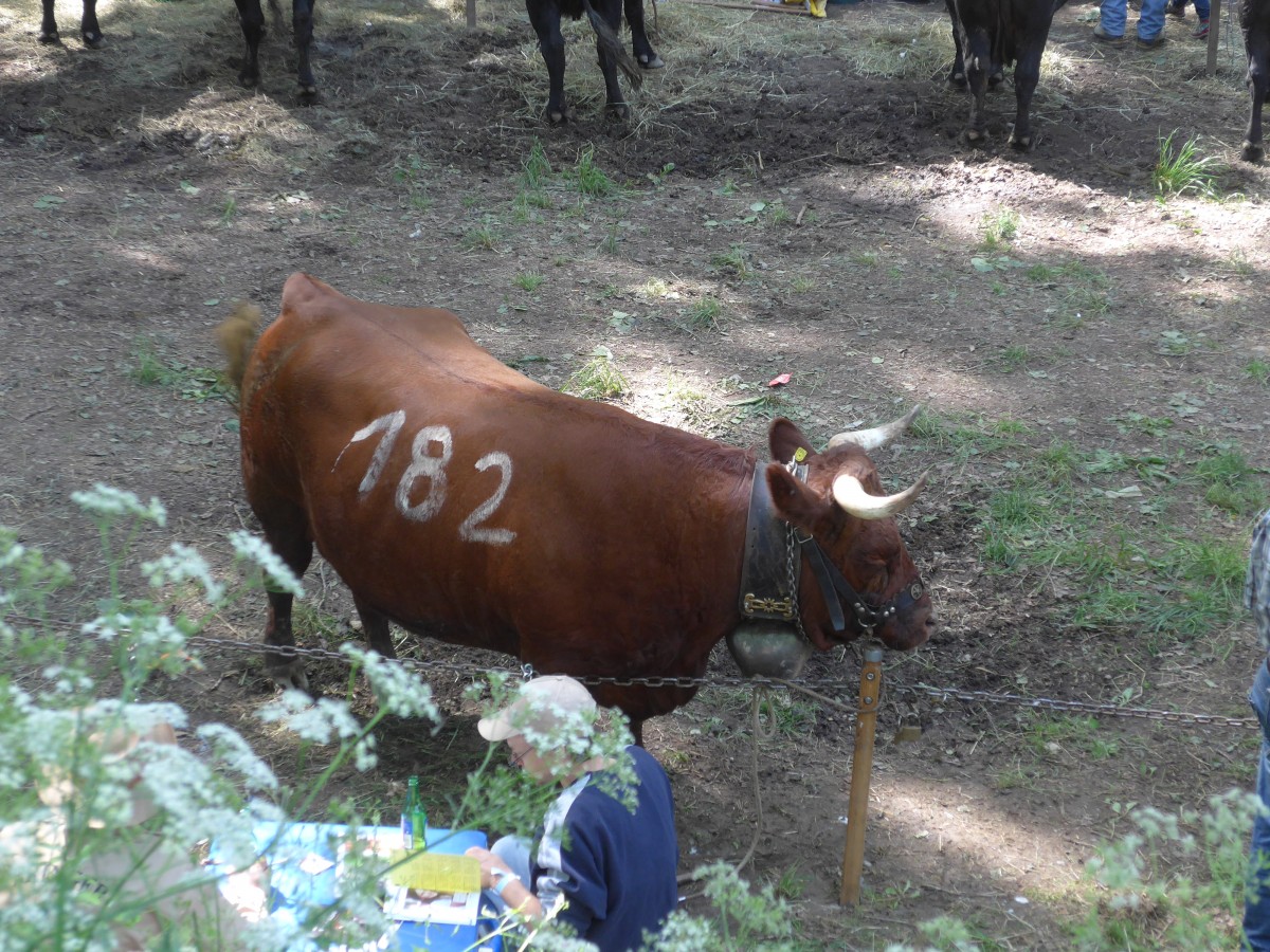 (160'382) - Eringerkuh am 10. Mai 2015 beim Kuhkampf-Finale in Aproz