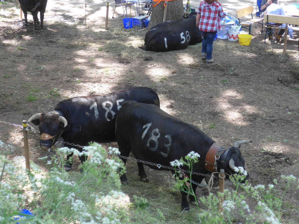 (160'383) - 2 Eringerk�he am 10. Mai 2015 beim Kuhkampf-Finale in Aproz
