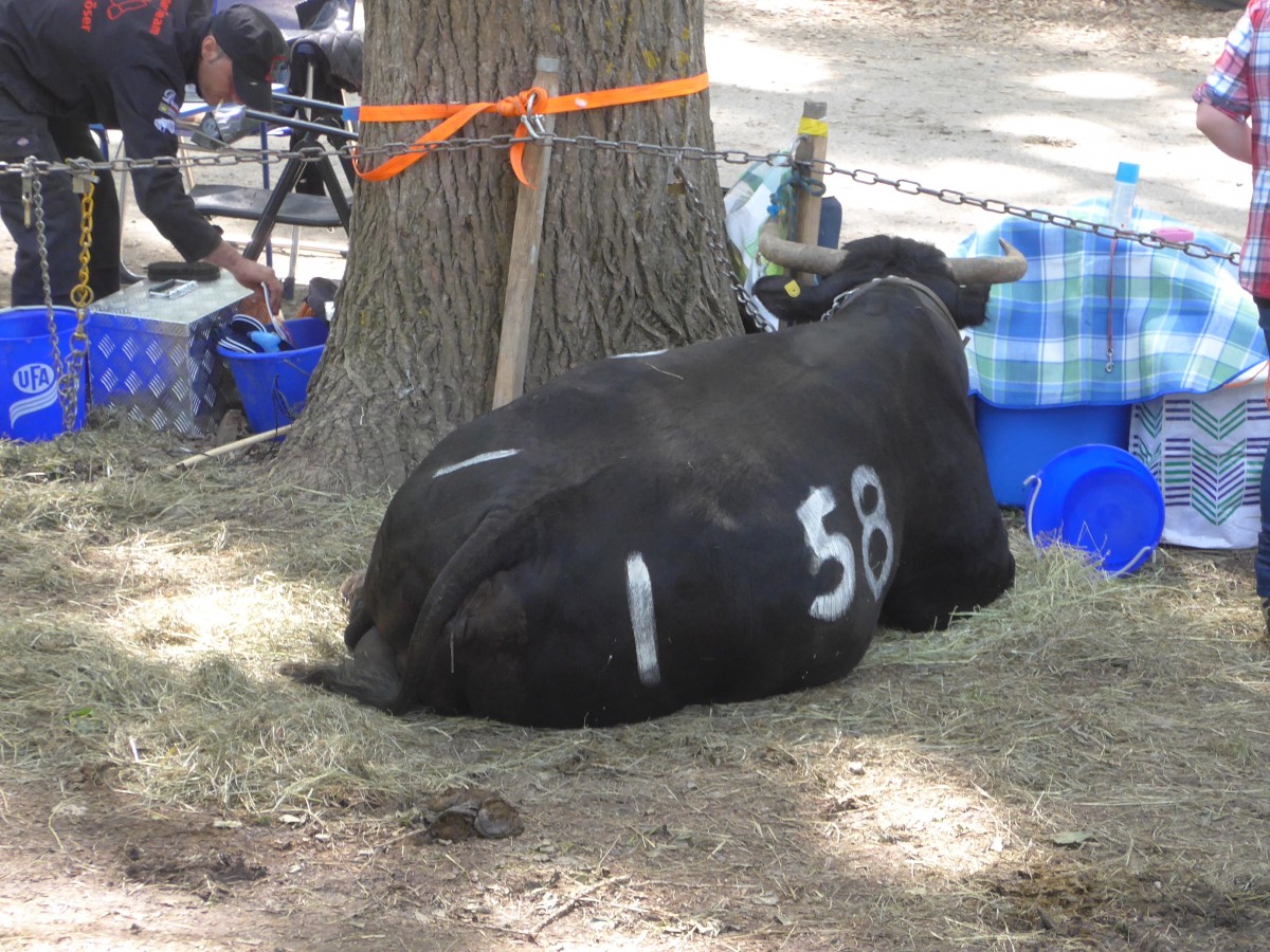 (160'384) - Eringerkuh am 10. Mai 2015 beim Kuhkampf-Finale in Aproz