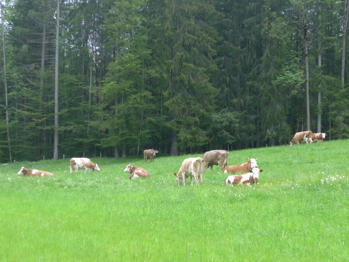 (160'958) - K�he auf einer Weide beim Kemmeriboden am 24. Mai 2015