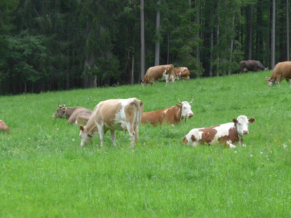(160'959) - K�he auf einer Weide beim Kemmeriboden am 24. Mai 2015