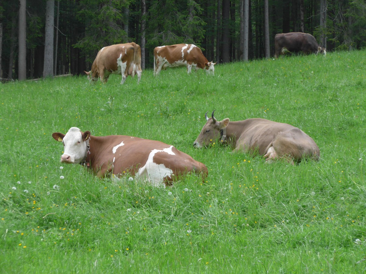 (160'960) - K�he auf einer Weide beim Kemmeriboden am 24. Mai 2015