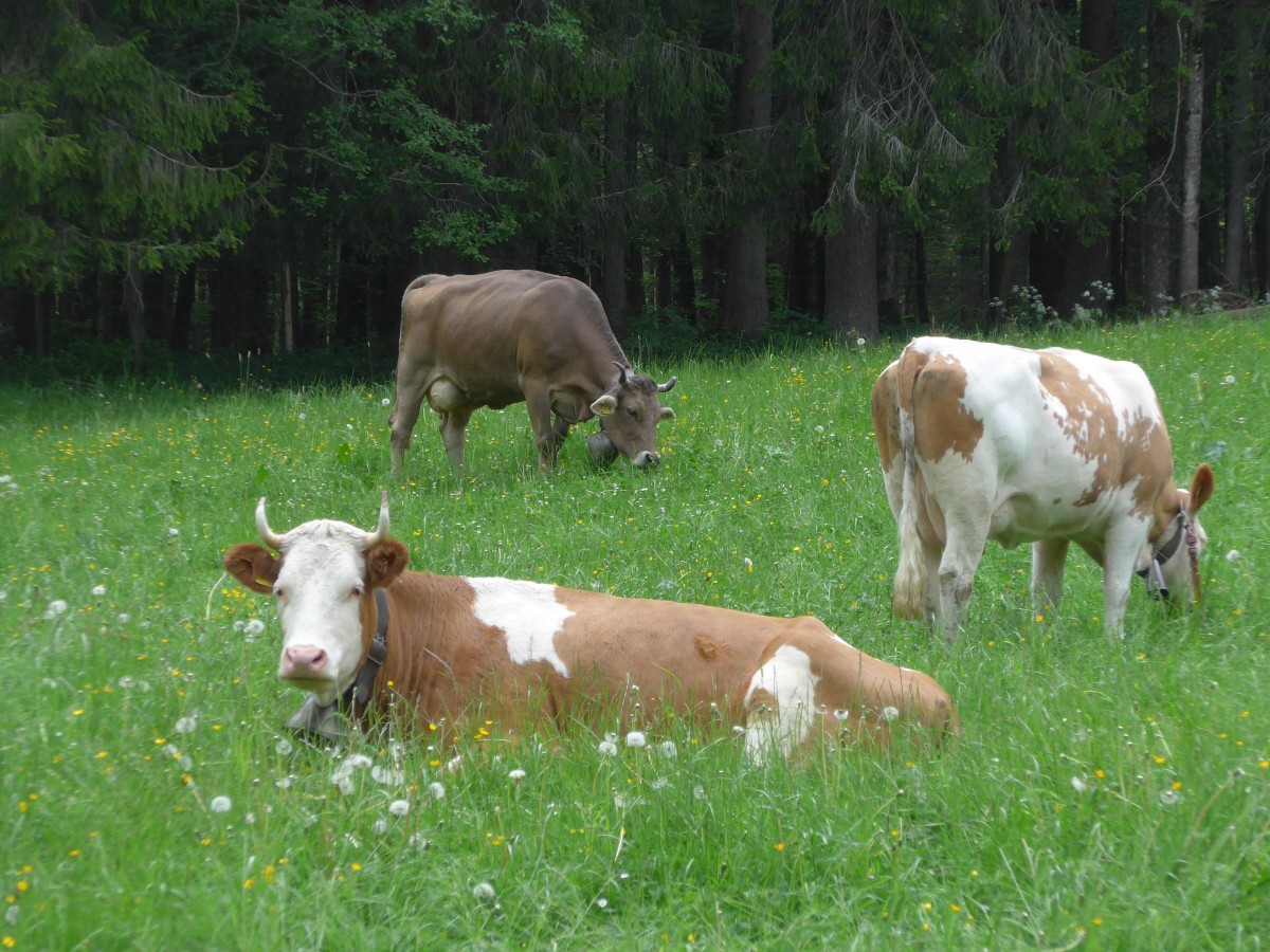 (160'961) - K�he auf einer Weide beim Kemmeriboden am 24. Mai 2015