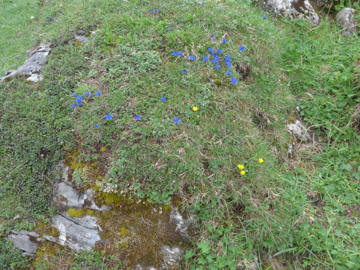 (161'014) - Alpenblumen am 25. Mai 2015 am Oberen Lauchb�hl bei Grindelwald