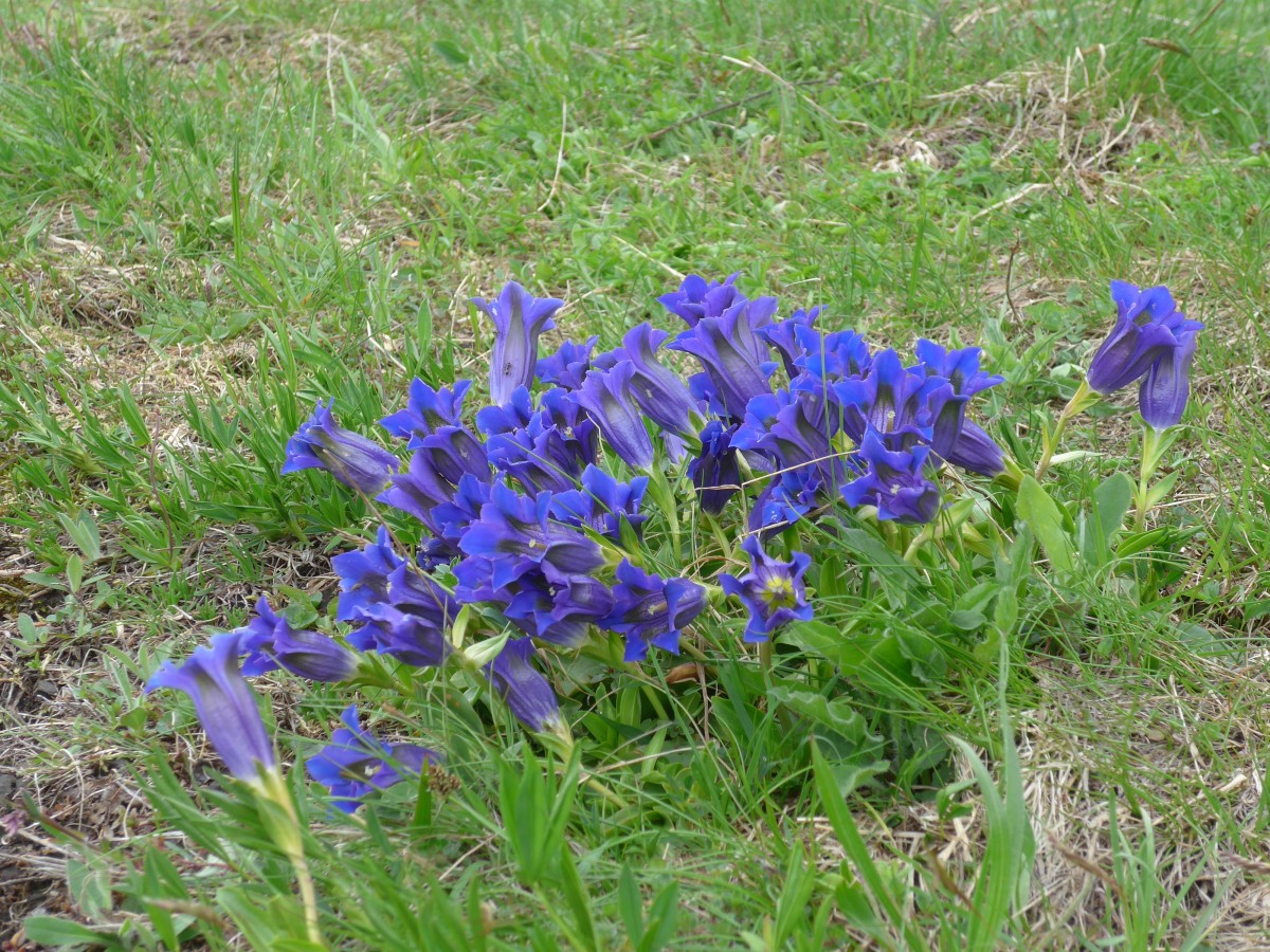 (161'034) - Enziane am 25. Mai 2015 im Waldspitz bei Grindelwald