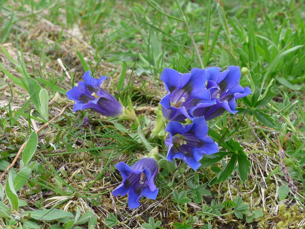 (161'035) - Enziane am 25. Mai 2015 im Waldspitz bei Grindelwald