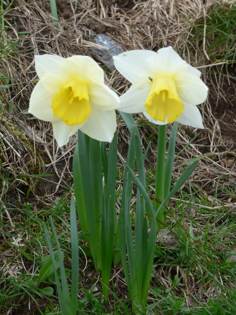 (161'036) - Aprilglocken am 25. Mai 2015 im Waldspitz bei Grindelwald