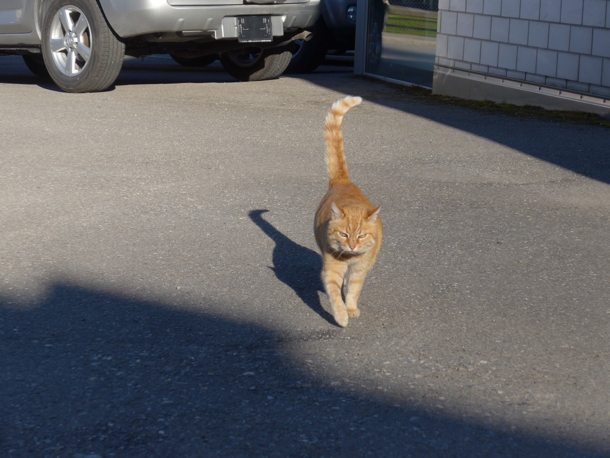 (161'242) - Eine Katze kommt daher am 27. Mai 2015 bei Gstaad