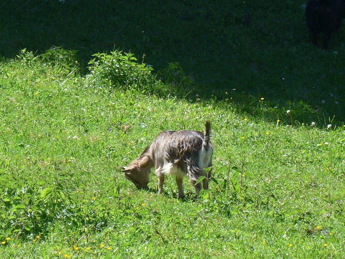 (161'350) - Eine Zwergziege am 28. Mai 2015 bei Vallorbe