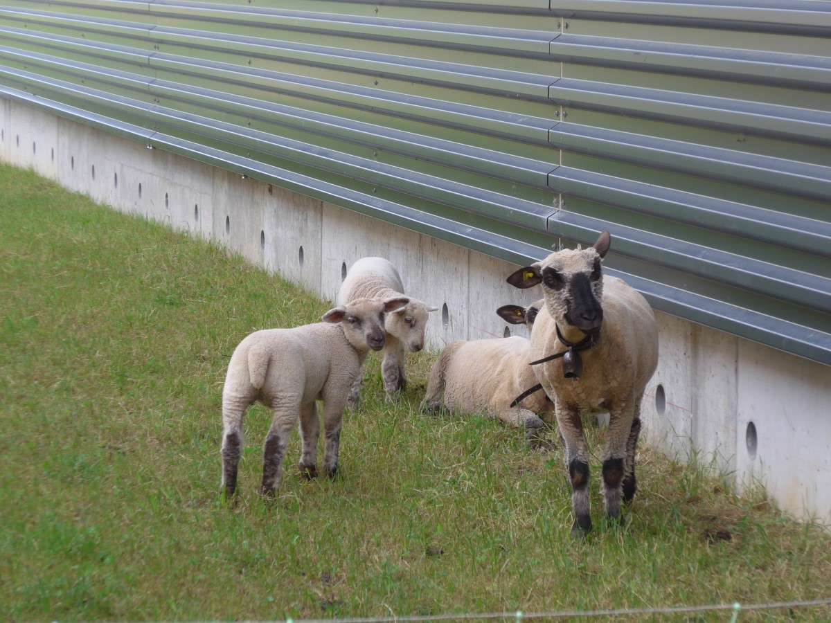 (161'489) - Schafe am 30. Mai 2015 in Mamishaus