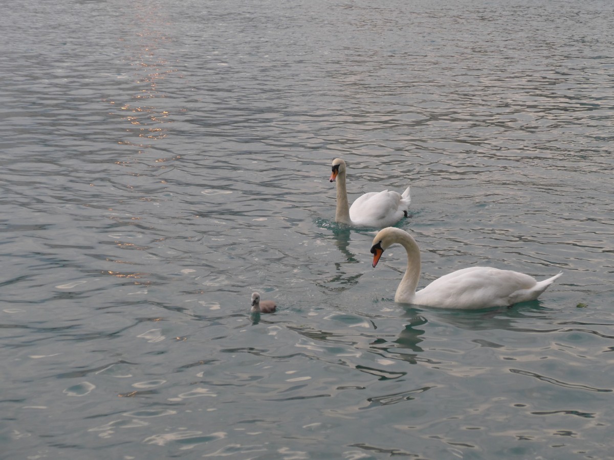 (161'725) - Schwanenpaar mit Jungem am 4. Juni 2015 auf der Aare bei Steffisburg