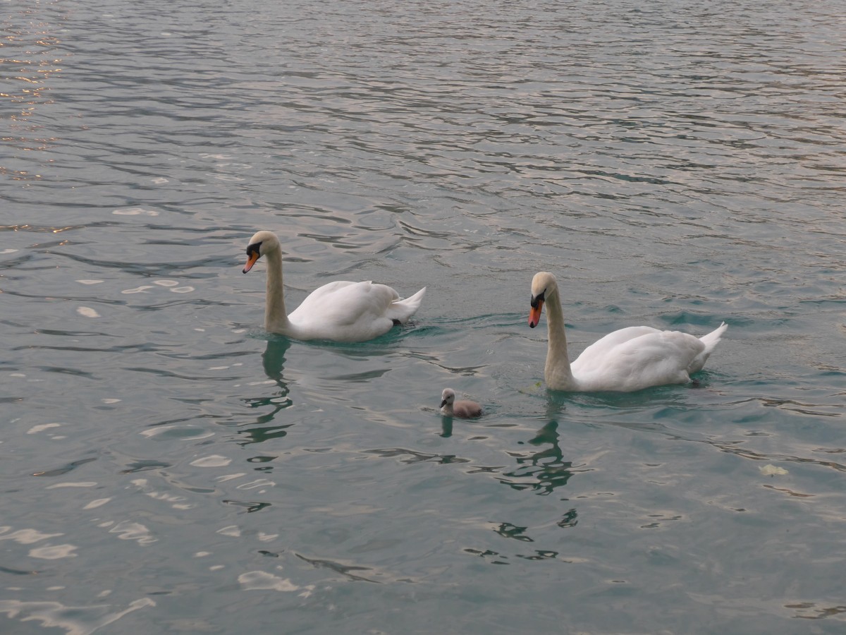 (161'726) - Schwanenpaar mit Jungem am 4. Juni 2015 auf der Aare bei Steffisburg