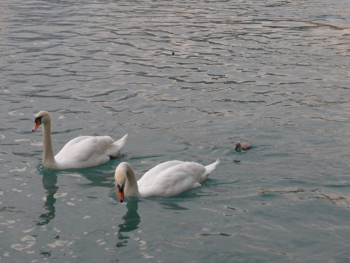 (161'727) - Schwanenpaar mit Jungem am 4. Juni 2015 auf der Aare bei Steffisburg