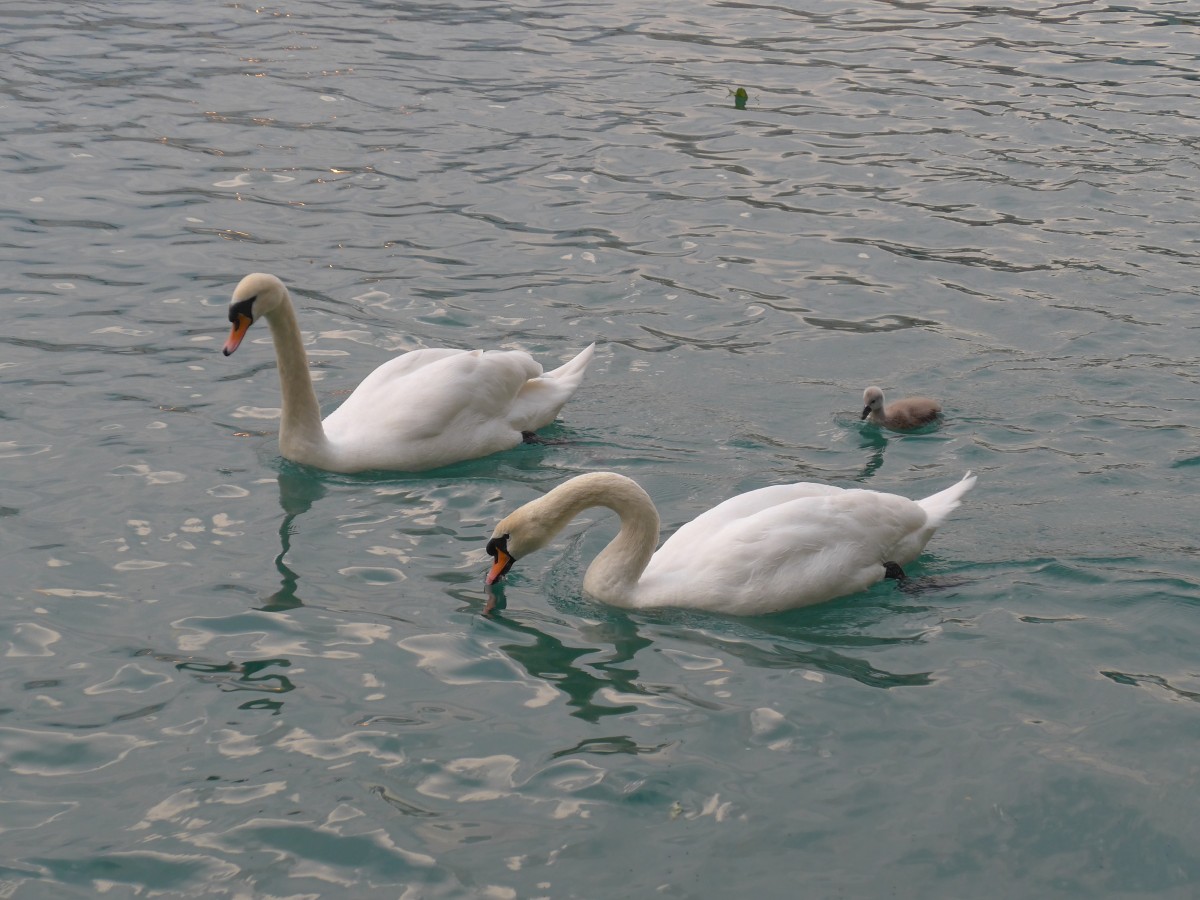(161'728) - Schwanenpaar mit Jungem am 4. Juni 2015 auf der Aare bei Steffisburg