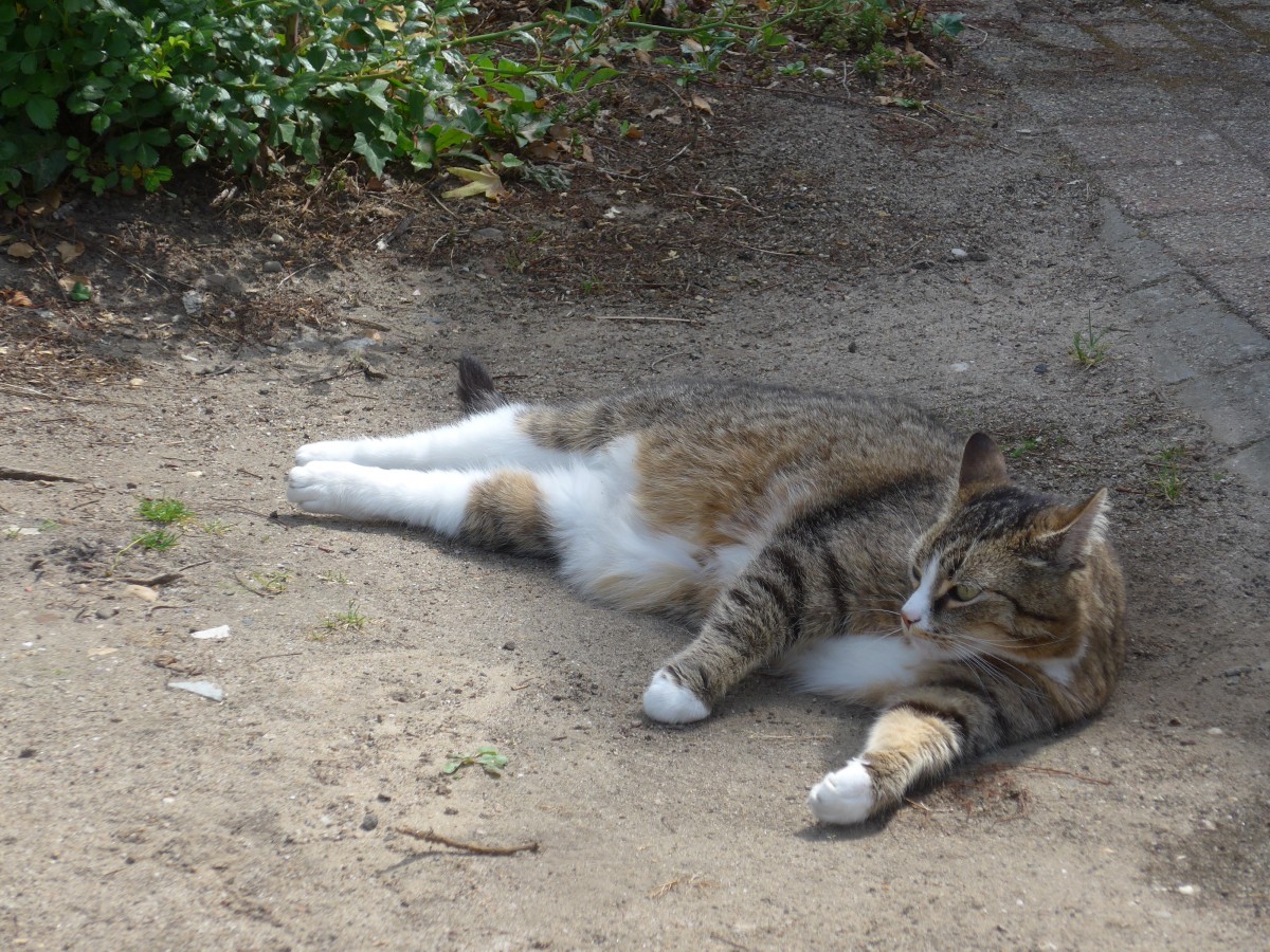 (162'640) - Katze am 26. Juni 2015 in Herkenbosch