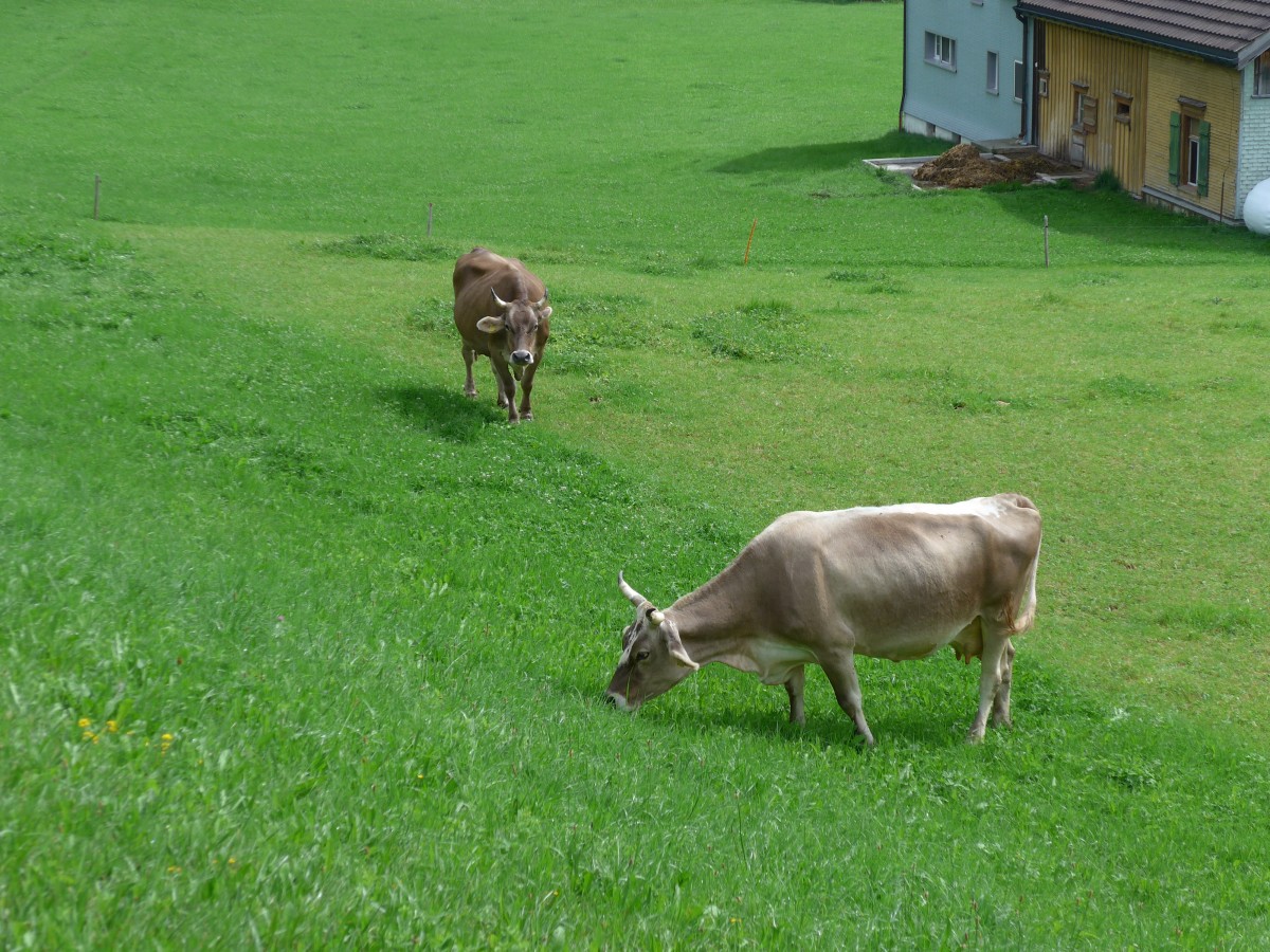 (163'222) - Zwei K�he in Urn�sch am 2. August 2015