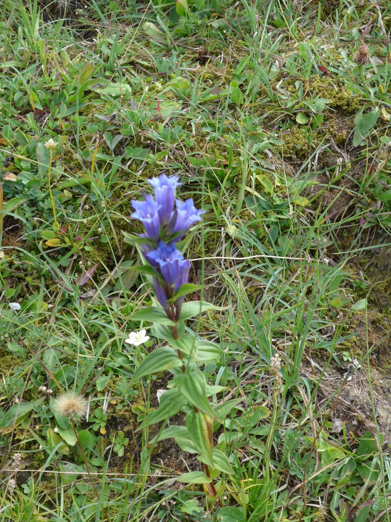 (163'821) - Stengelenzian am 23. August 2015 in Habkern, Lombachalp