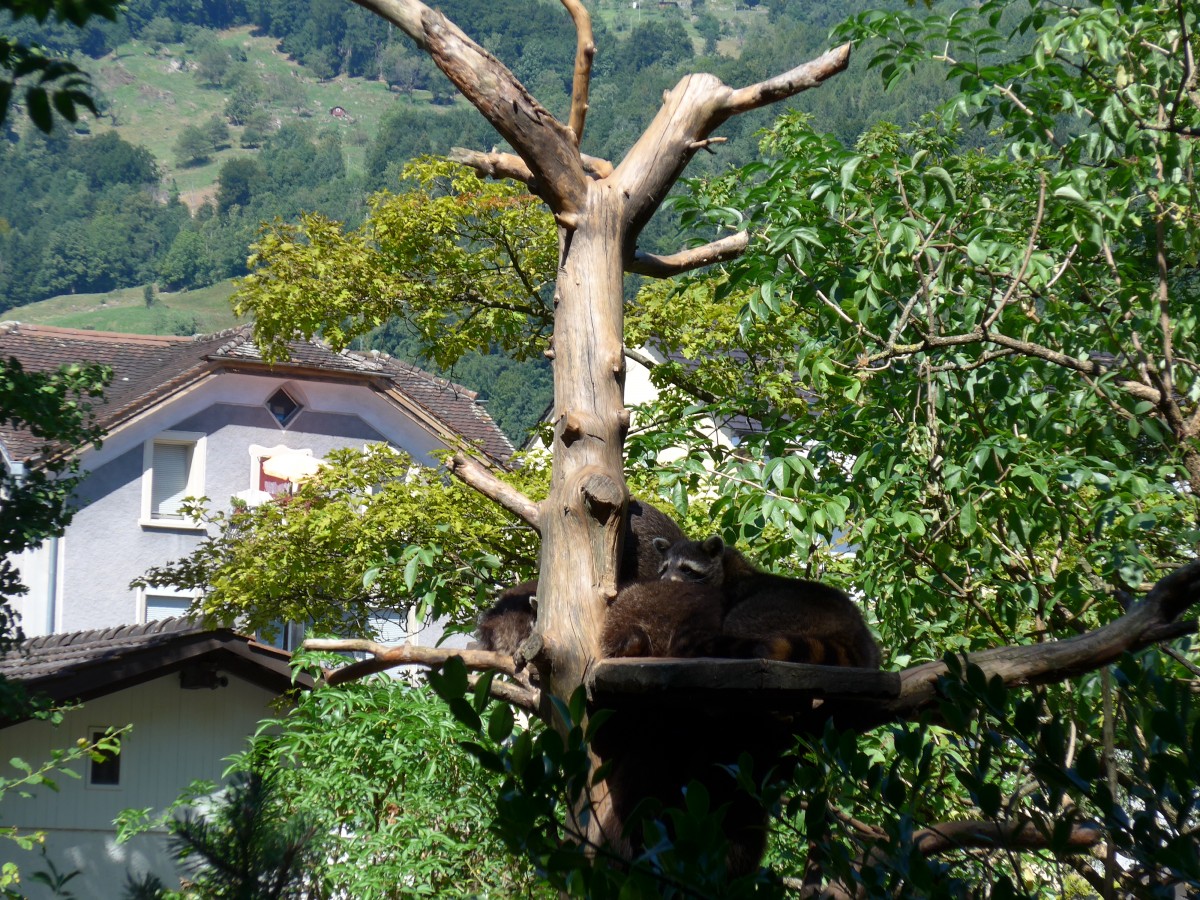 (164'310) - Schlafende Waschb�ren am 31. August 2015 im Tierpark Goldau