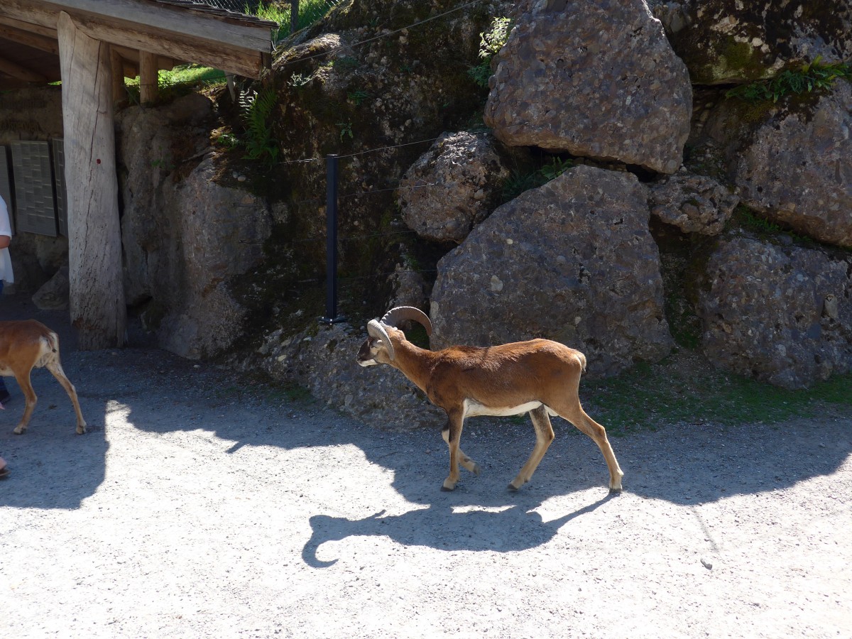 (164'315) - Ein Mufflon am 31. August 2015 im Tierpark Goldau
