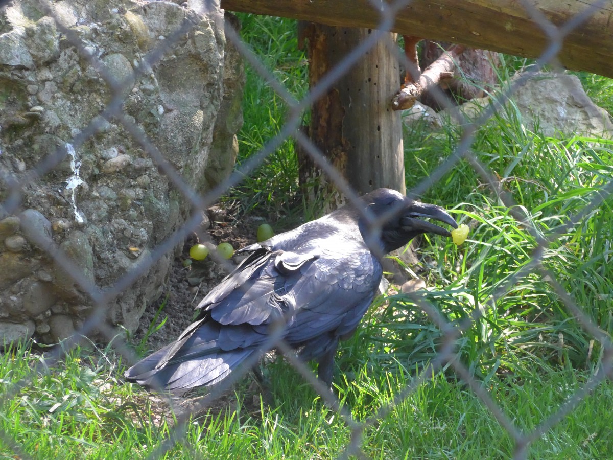 (164'328) - Eine Kr�he am 31. August 2015 im Tierpark Goldau