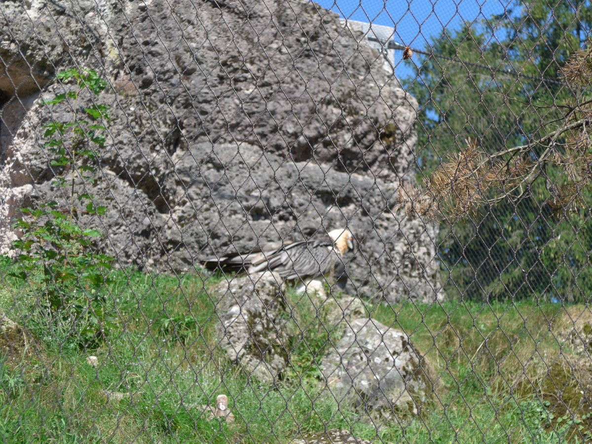 (164'332) - Ein Bartgeier am 31. August 2015 im Tierpark Goldau
