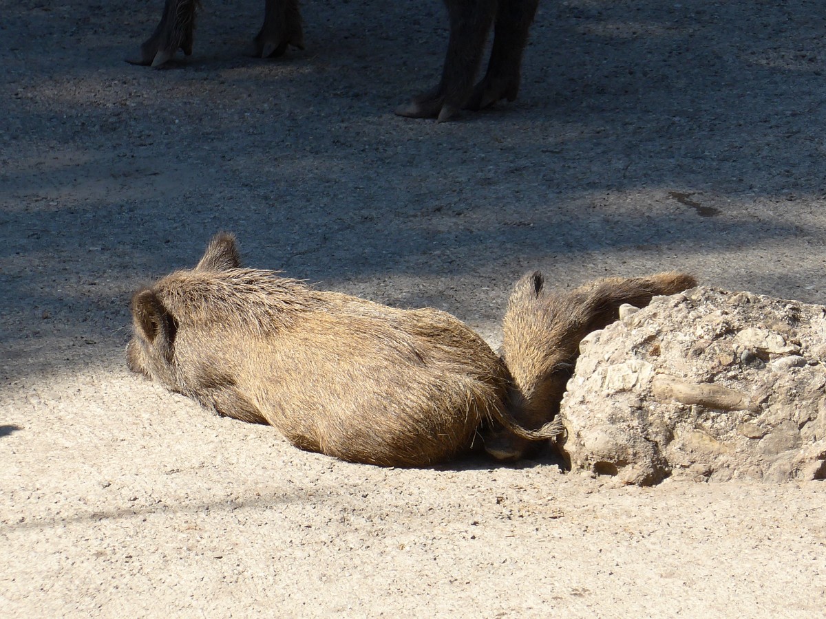 (164'345) - Wildschweine am 31. August 2015 im Tierpark Goldau