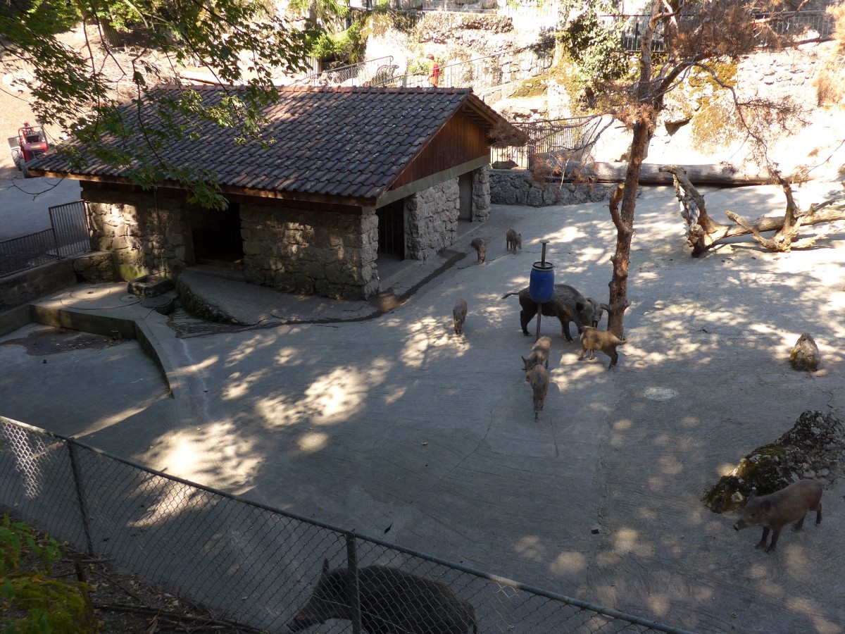 (164'349) - F�tterung der Wildschweine am 31. August 2015 im Tierpark Goldau