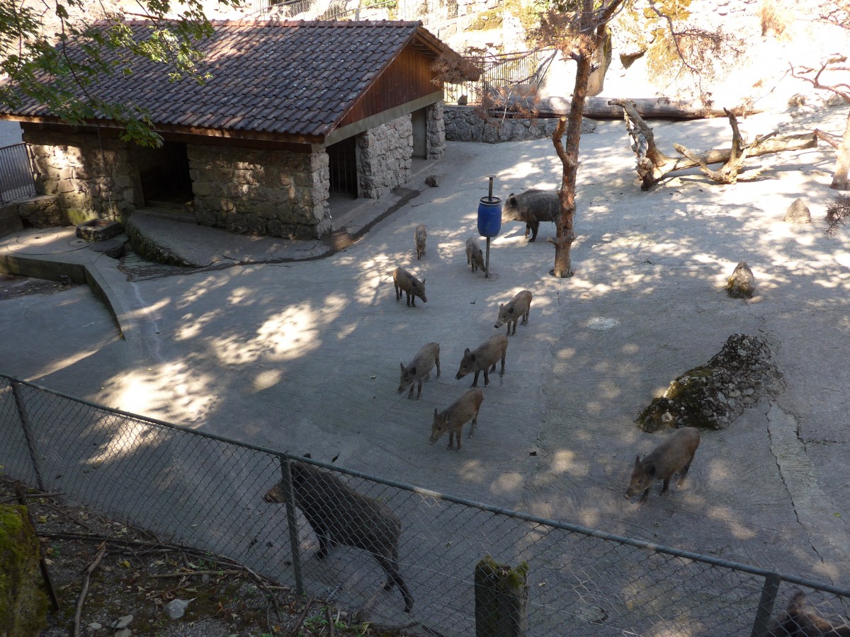 (164'350) - F�tterung der Wildschweine am 31. August 2015 im Tierpark Goldau