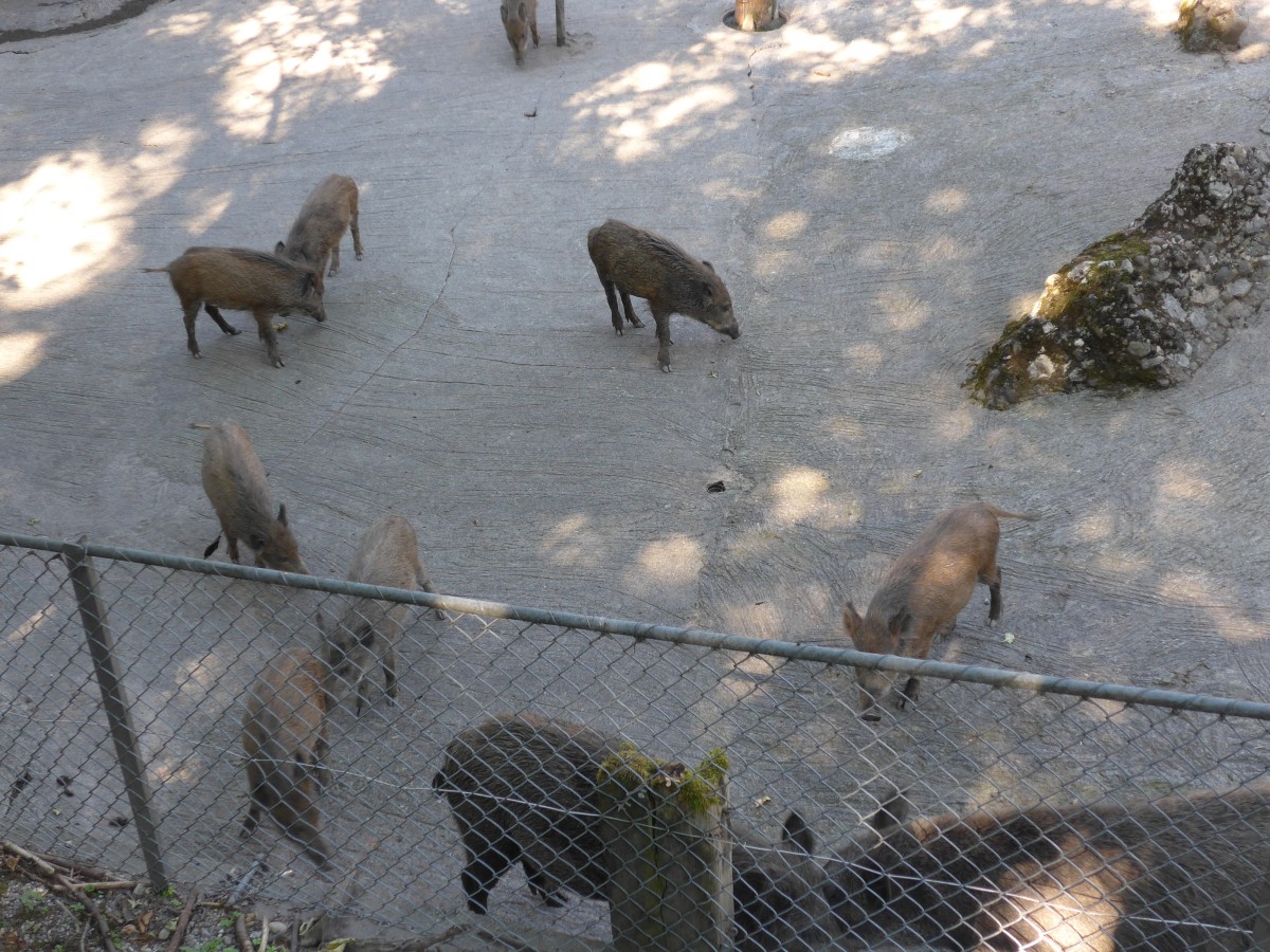 (164'351) - F�tterung der Wildschweine am 31. August 2015 im Tierpark Goldau