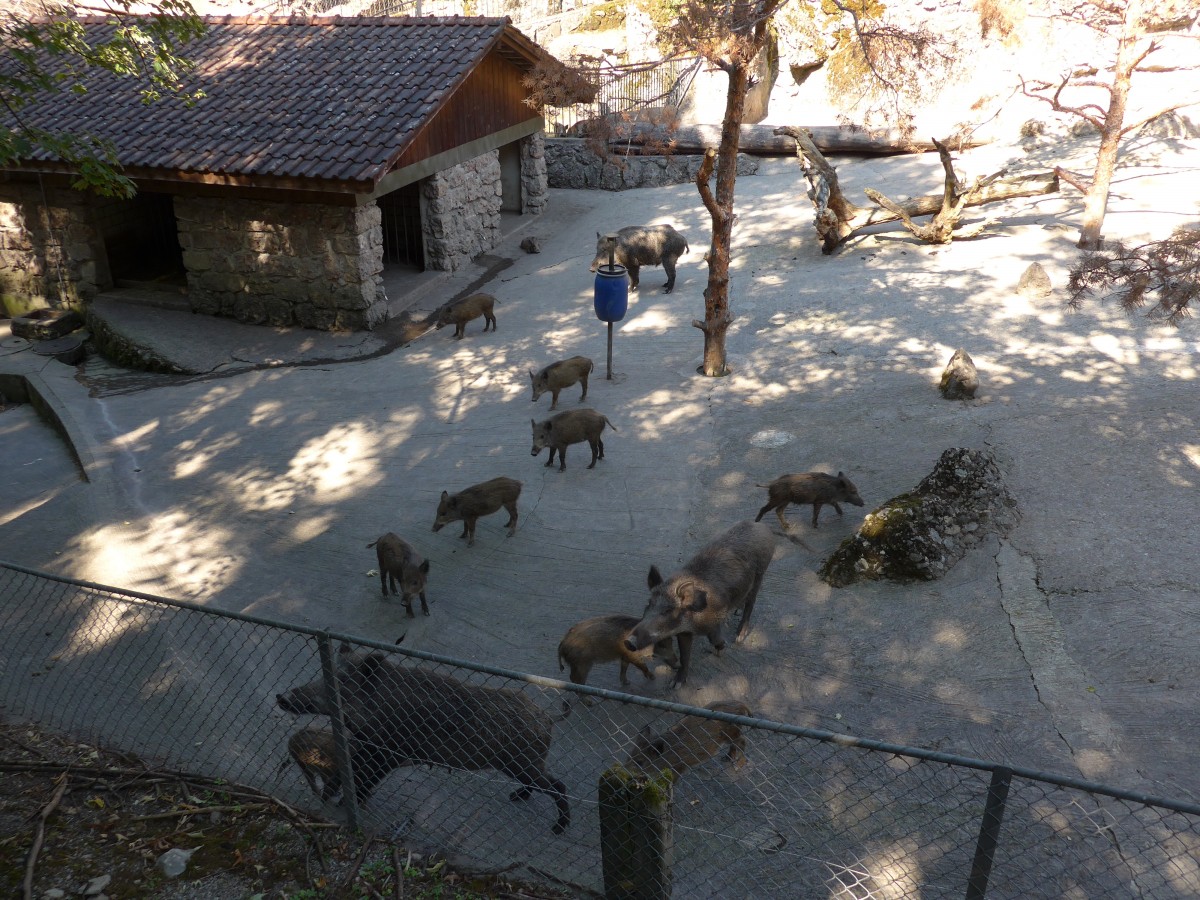 (164'352) - F�tterung der Wildschweine am 31. August 2015 im Tierpark Goldau