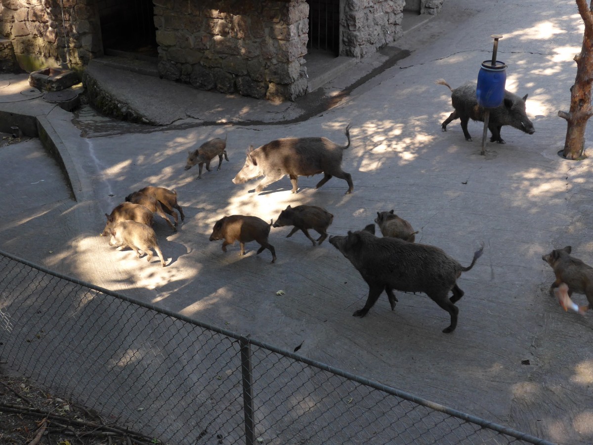 (164'353) - F�tterung der Wildschweine am 31. August 2015 im Tierpark Goldau