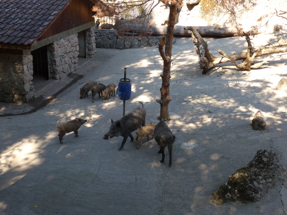 (164'354) - F�tterung der Wildschweine am 31. August 2015 im Tierpark Goldau