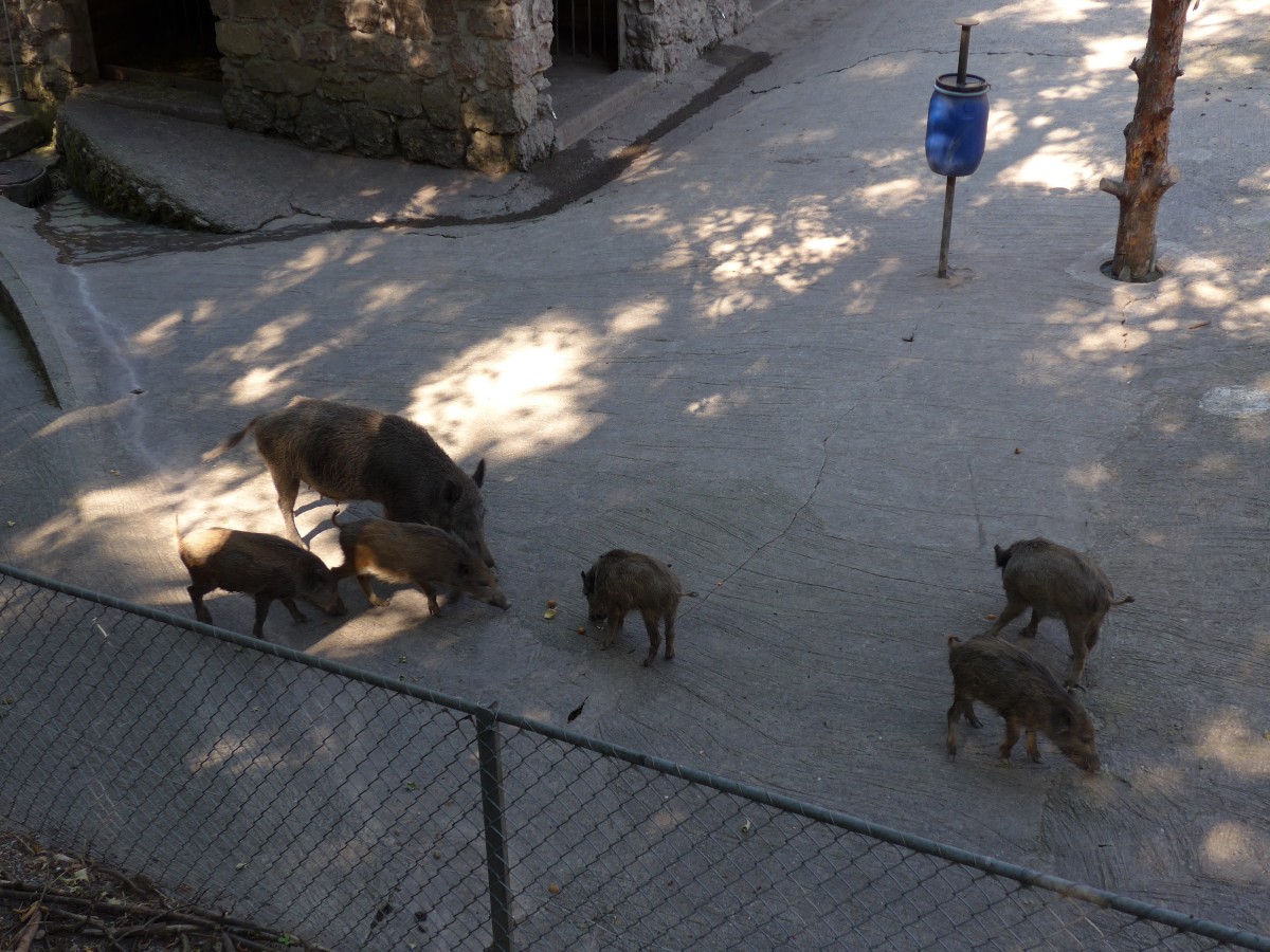(164'355) - F�tterung der Wildschweine am 31. August 2015 im Tierpark Goldau